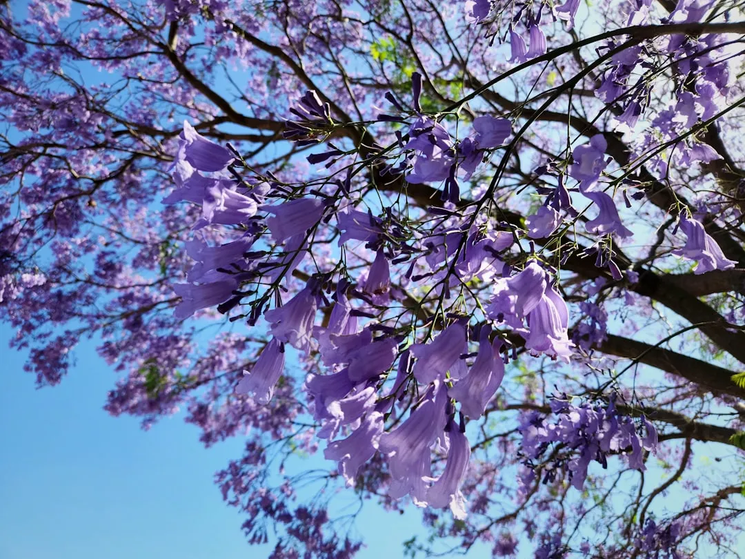 8. Jacaranda (Jacaranda mimosifolia) (Image Credits: Unsplash)