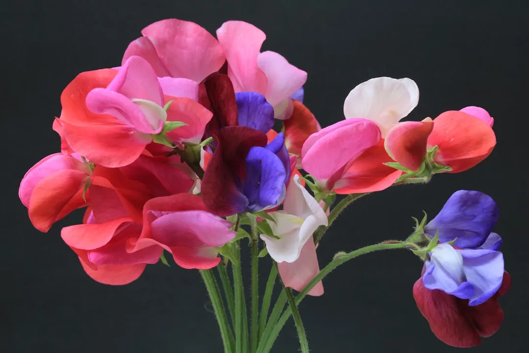 3. Sweet Peas: Fragrance Is Back in Fashion (Image Credits: Unsplash)