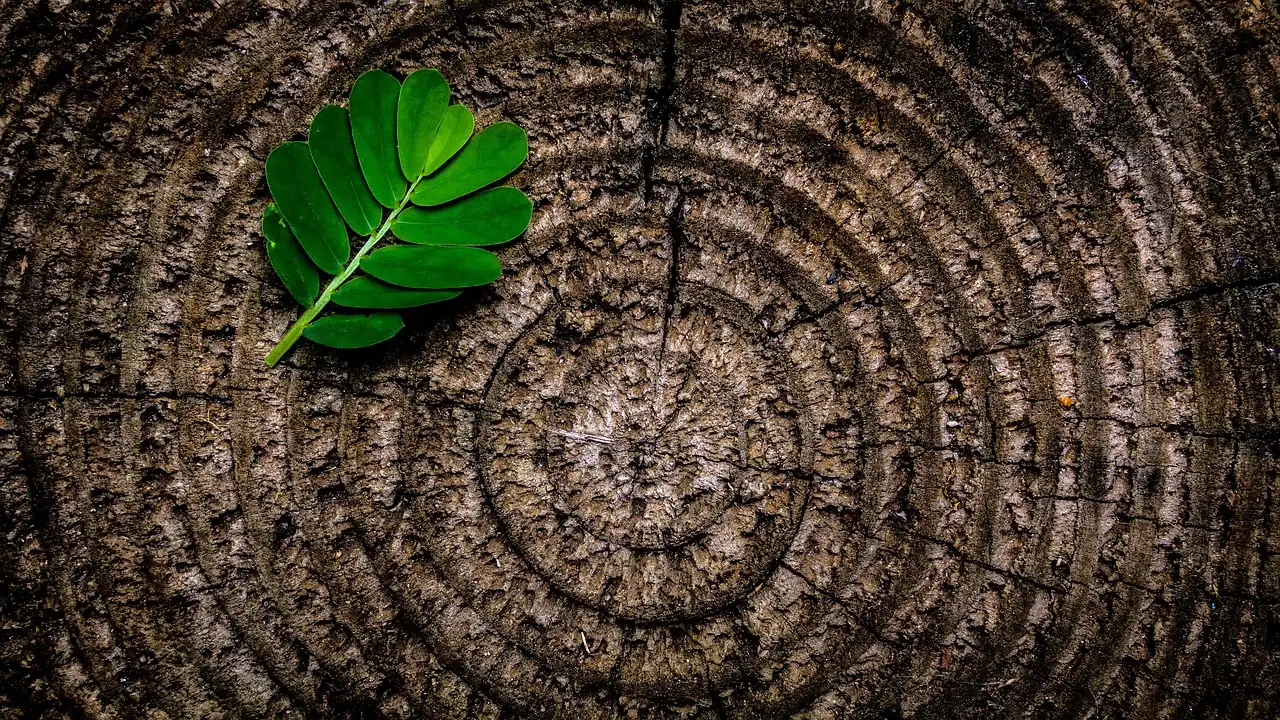 The Slow, Silent Timeline of Damage (Image Credits: Pixabay)