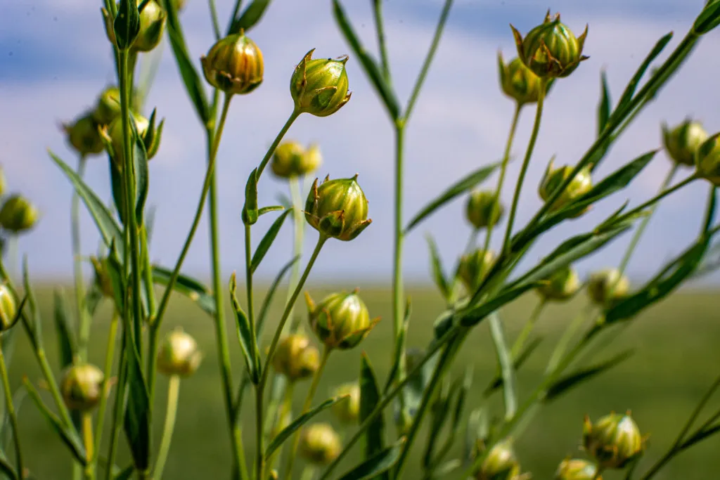 Biodiversity Above and Below the Ground (Image Credits: Flickr)