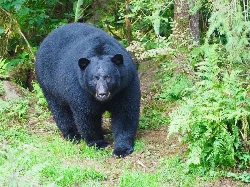 Suburban Sprawl Is Eating Into Bear Country (Image Credits: Pexels)