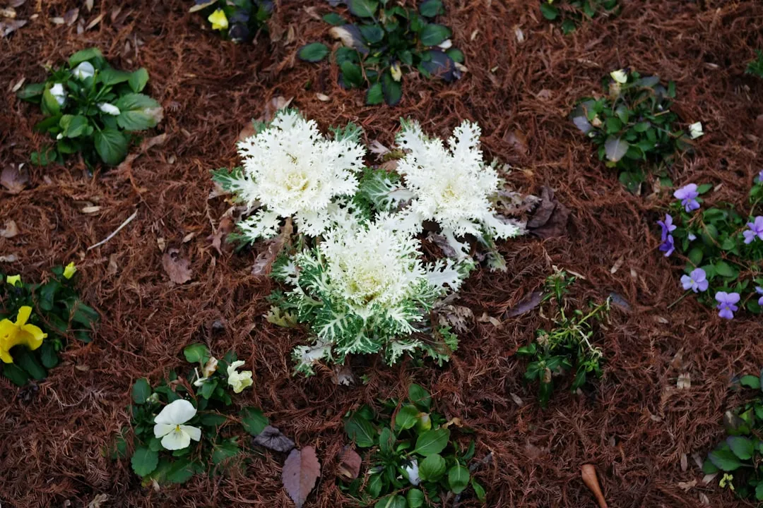 How Chickweed Works as a Living Mulch (Image Credits: Unsplash)