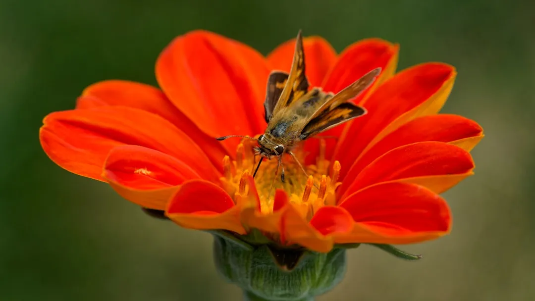 Why Pollinators Are in Serious Trouble (Image Credits: Unsplash)