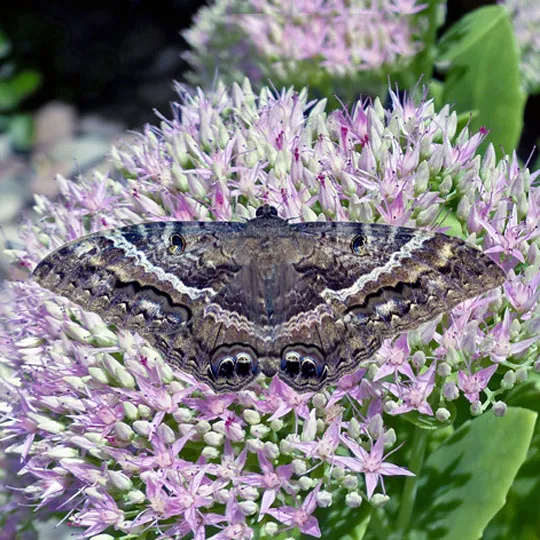 Practical Tips for Planting a Successful Milkweed Garden (Image Credits: Flickr)