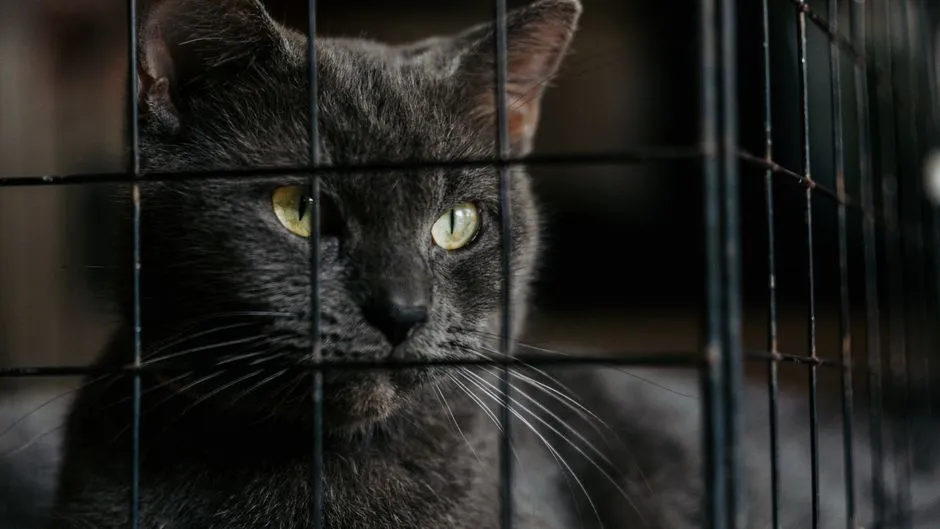 The Shelter Adoption Connection (Image Credits: Pexels)