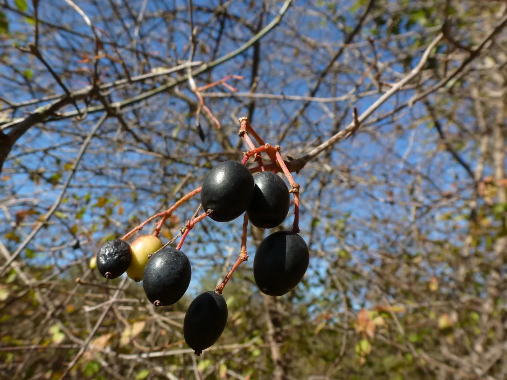 6. Native Viburnums: Nannyberry and Highbush Cranberry (Wendell Smith, Flickr, CC BY 2.0)