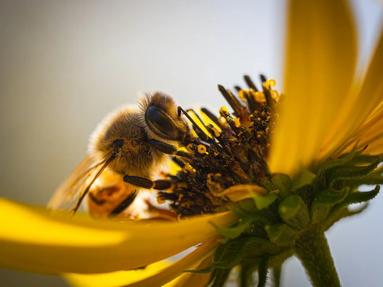 Scent Timing Also Conserves Resources (Image Credits: Pixabay)