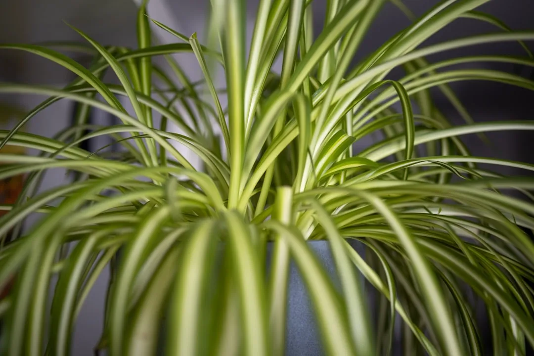 The Spider Plant: Resilience That Multiplies Through Sharing (Image Credits: Unsplash)