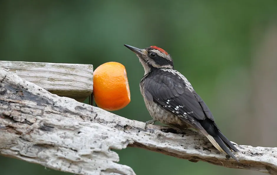 Varying the Peck Path to Spread the Load (Image Credits: Pexels)
