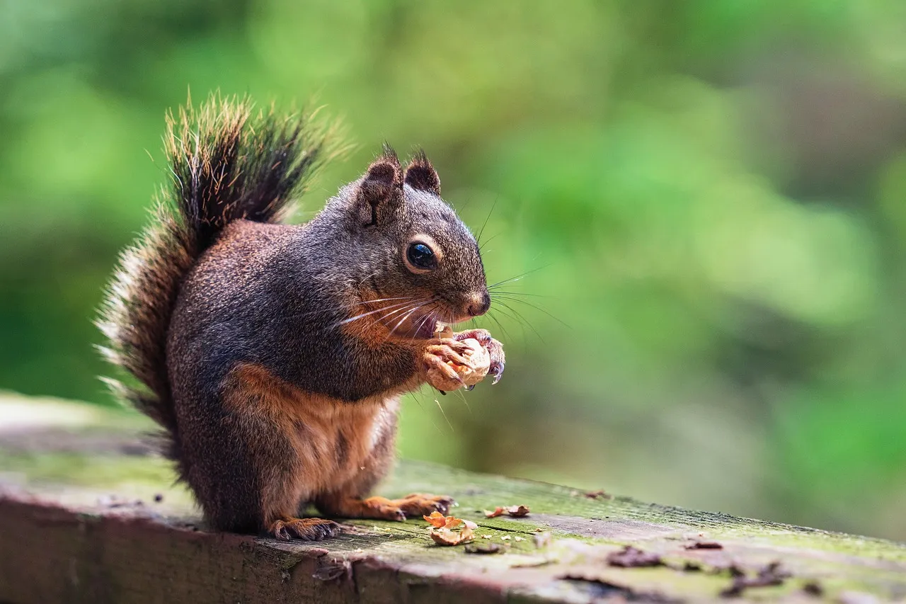 Why Animals Choose Decks and Porches in the First Place (Image Credits: Pixabay)