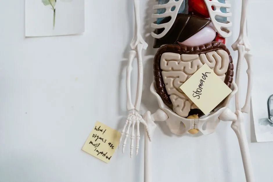 The Diet-Gut-Thyroid Axis: What Recent Research Reveals (Image Credits: Pexels)