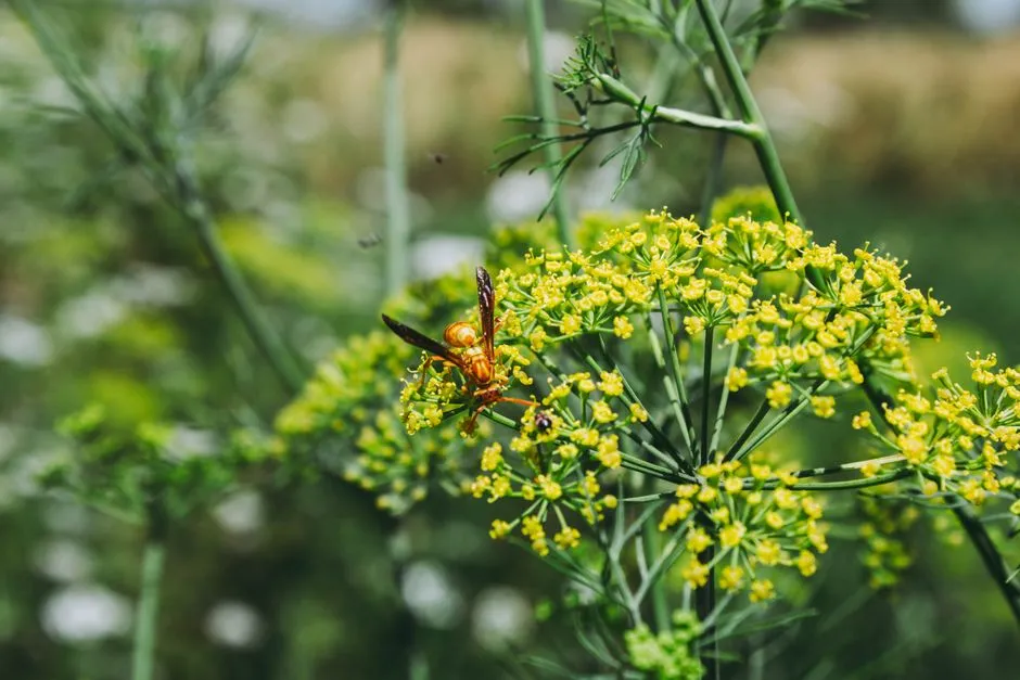 Ignoring Allelopathy: The Chemical Problem Beneath the Soil (Image Credits: Pexels)