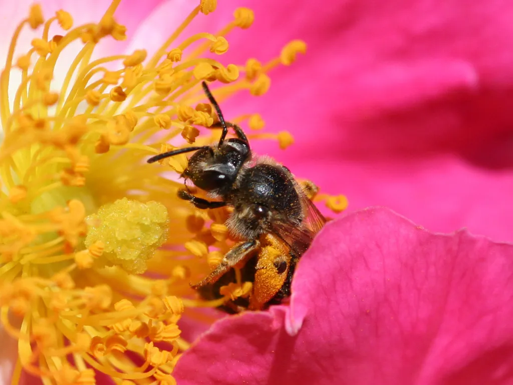 Flower Constancy: A Strategy, Not a Limitation (Own work http://en.wikipedia.org/wiki/, CC BY-SA 3.0)