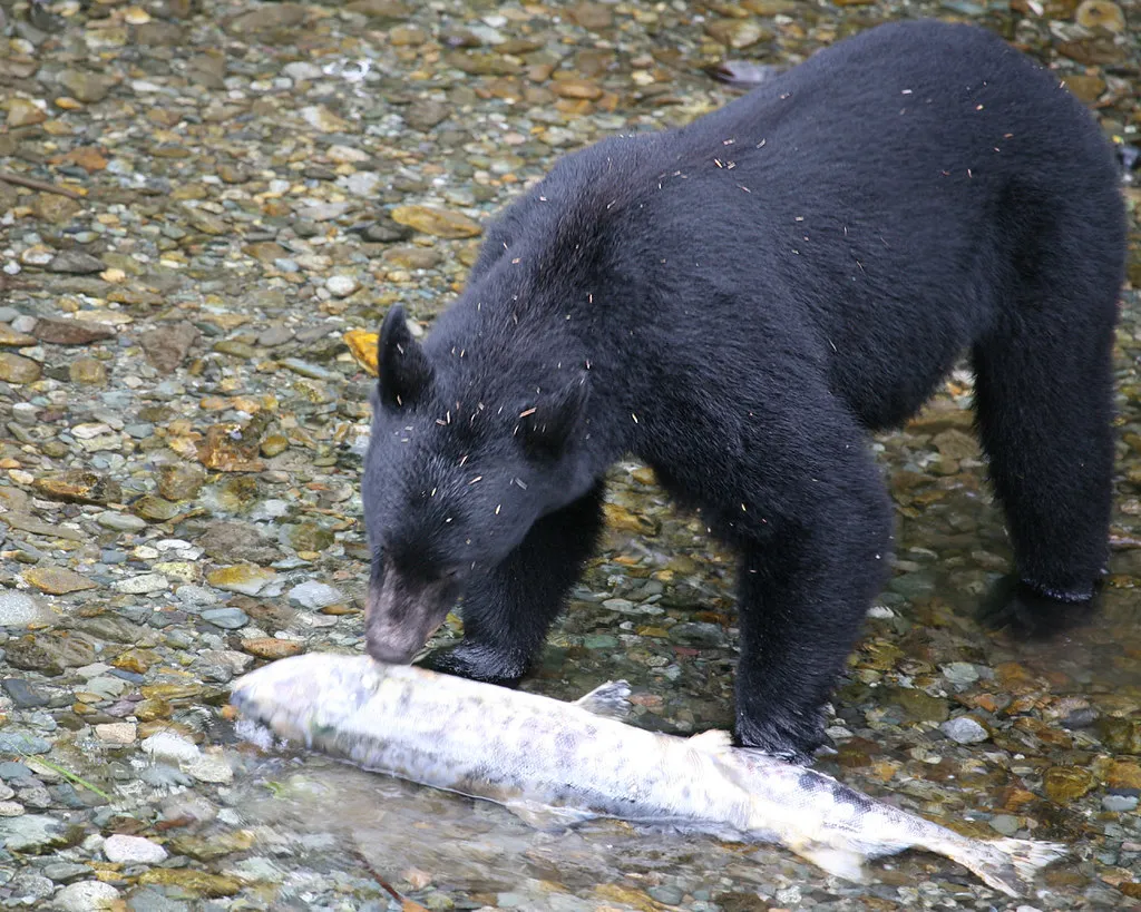 Connecticut: Bears in Nearly Every Town (jitze, Flickr, CC BY 2.0)