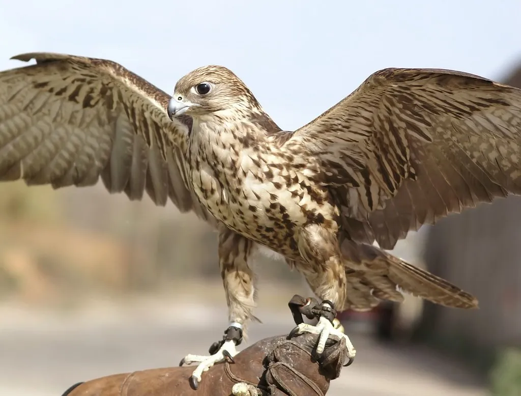 What to Do When the Sounds Tell You a Hawk Is Present (ferran pestaña, Flickr, CC BY-SA 2.0)