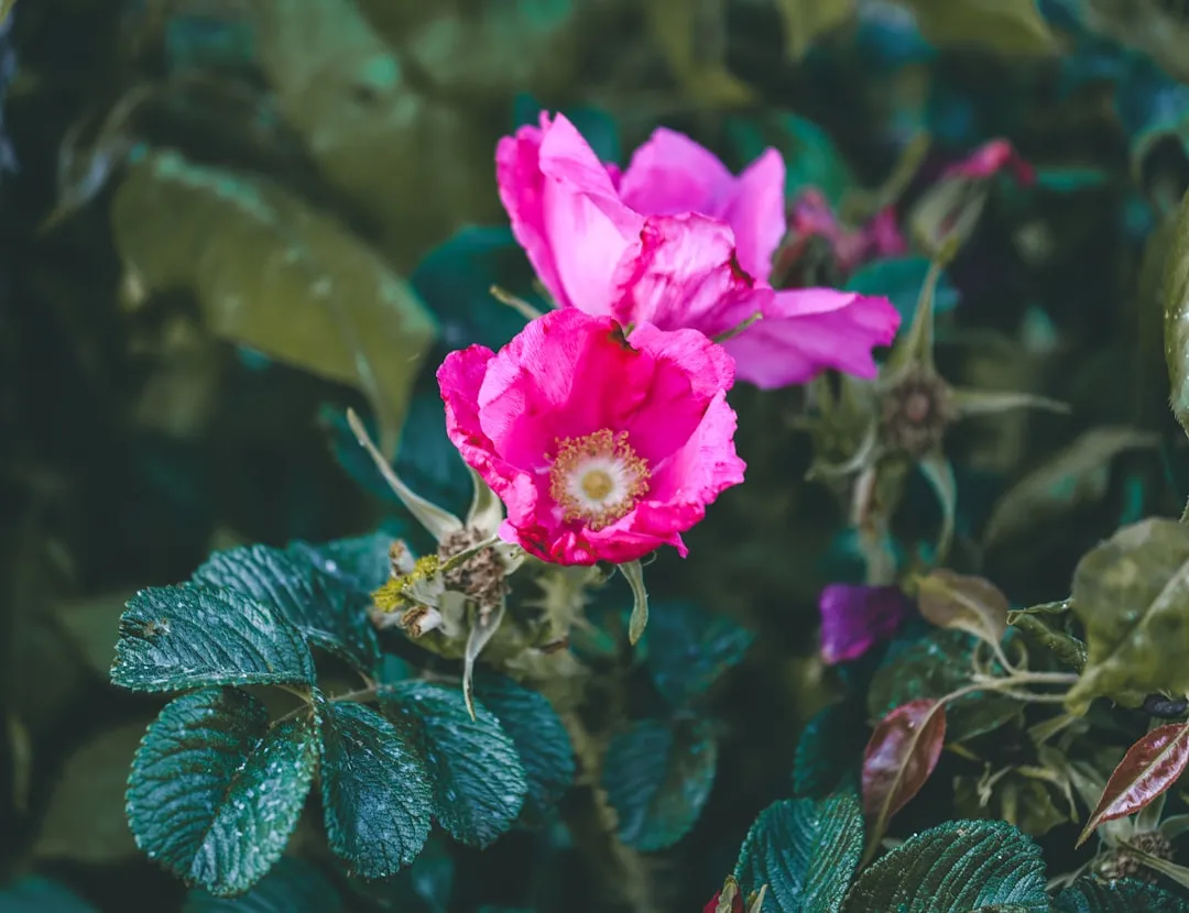 Rugosa Rose: Fragrant, Thorny, and Surprisingly Edible (Image Credits: Unsplash)