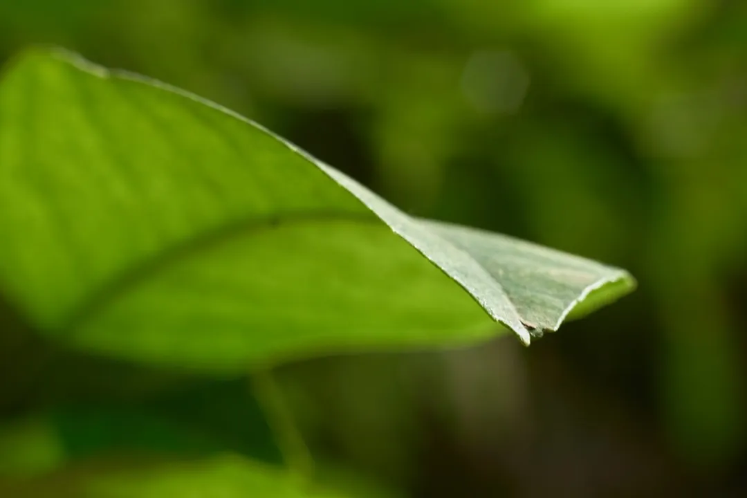 The Pulvinus: The Hidden Engine of Leaf Motion (Image Credits: Unsplash)