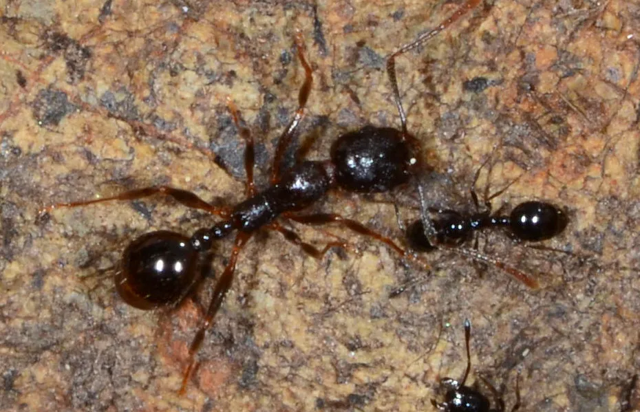 Which Ants Do Most of the Work (loarie, Flickr, CC BY 2.0)