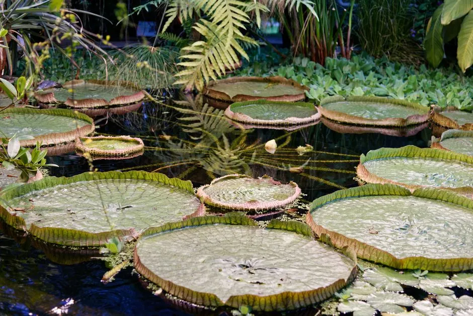The Role of Botanical Gardens in Elevating Tag Design (Image Credits: Pexels)