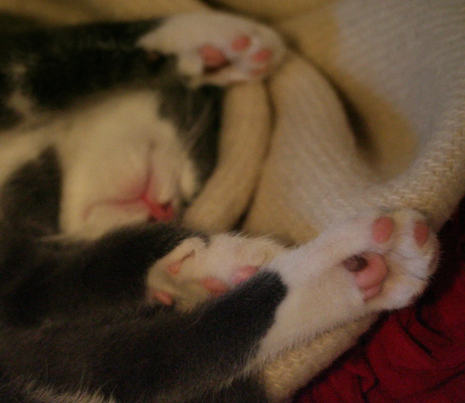 The 2024 Sleep Regulation Discovery (By Photo by Eirik Newth, cropped by user:Ranveig, CC BY 2.0)