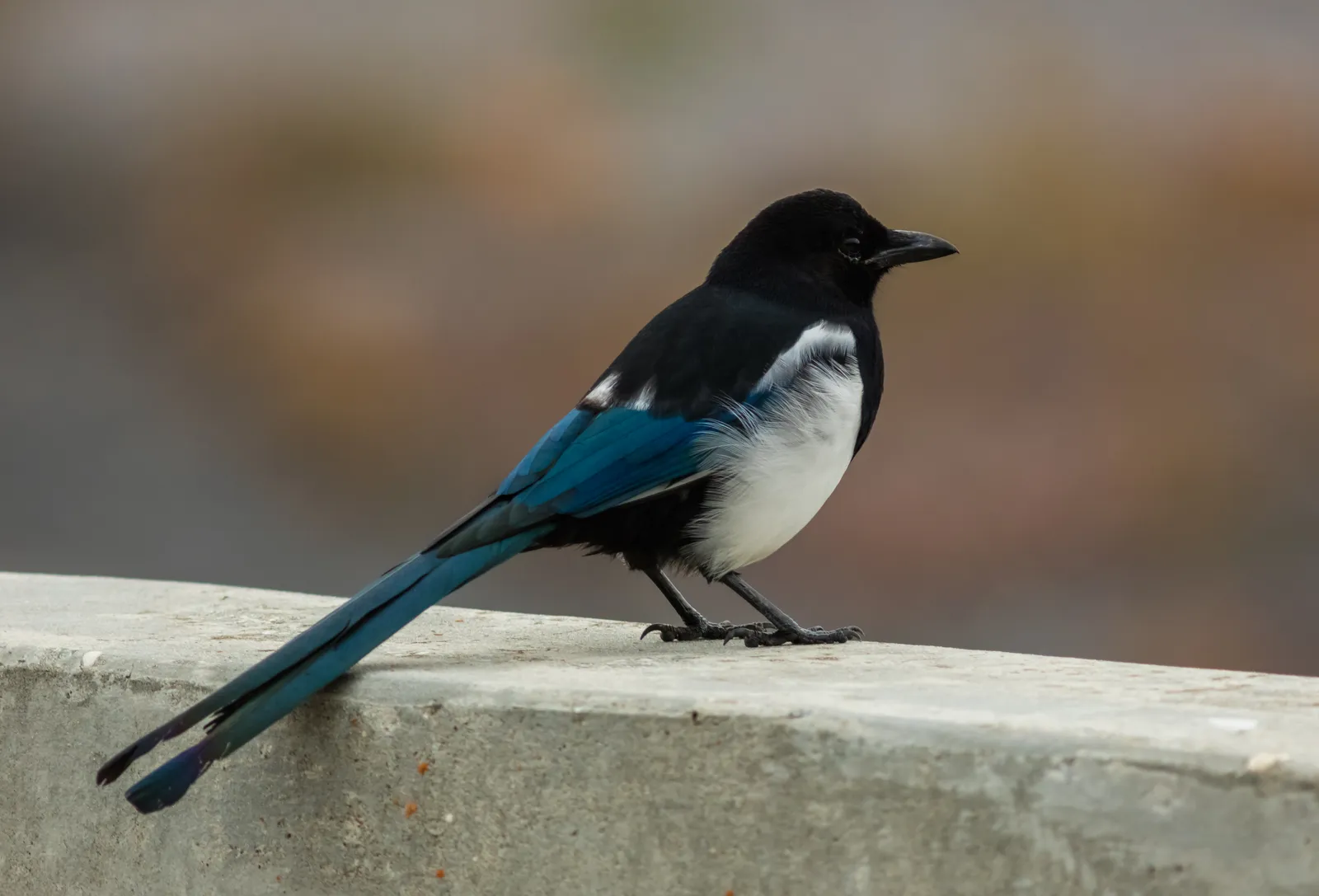 Black-billed Magpie: The Unmistakable Corvid (By Diego Delso, CC BY-SA 4.0)