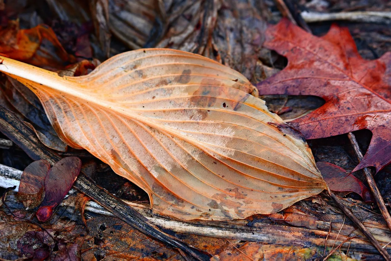 The Autumn Color Change Is Not Decay - It Is Preparation (Image Credits: Pixabay)