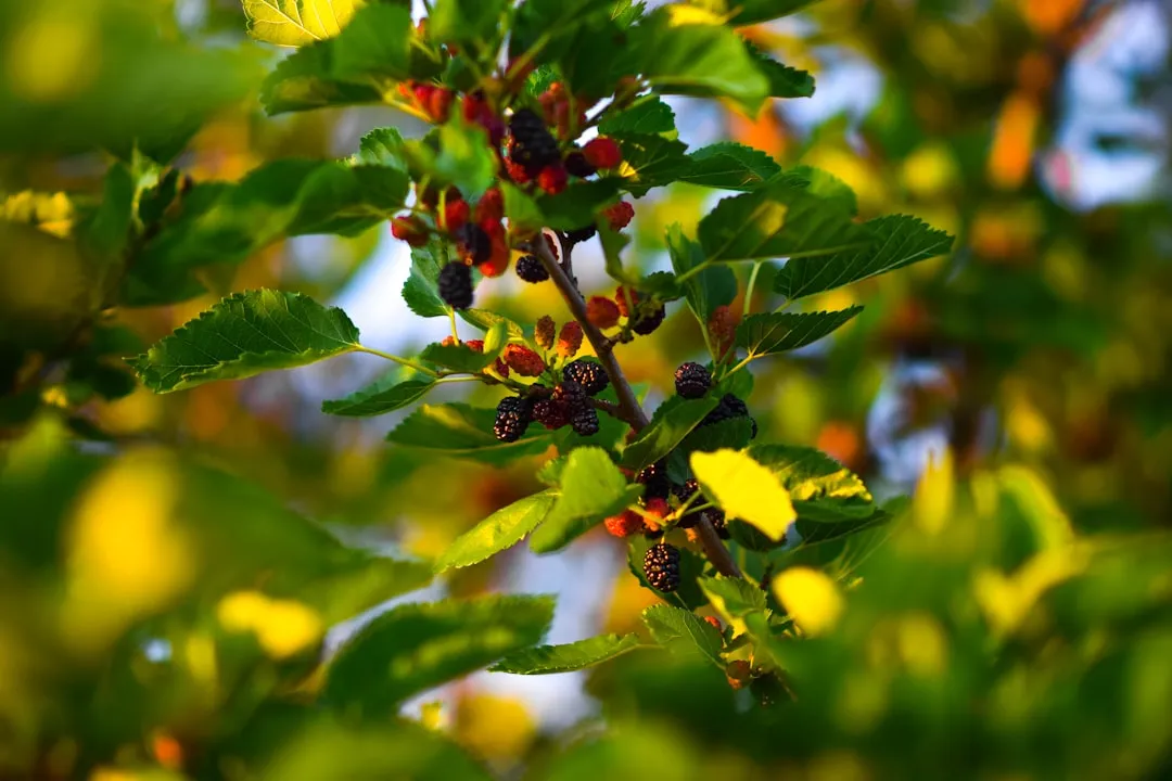 1. Fruitless Mulberry: The Shade Champion of SoCal Yards (Image Credits: Unsplash)