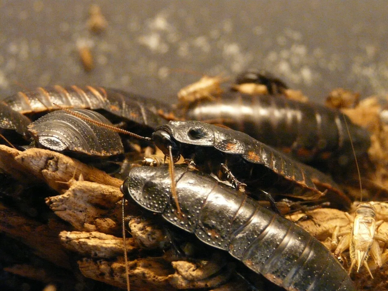How Fast They Hatch and What Comes Next (Image Credits: Pixabay)