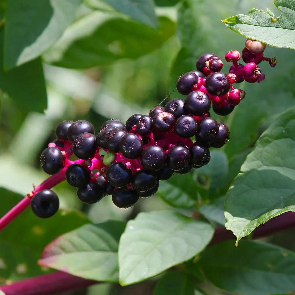 Pokeweed: The Grape Impostor in Your Own Backyard (Under the same moon..., Flickr, CC BY 2.0)