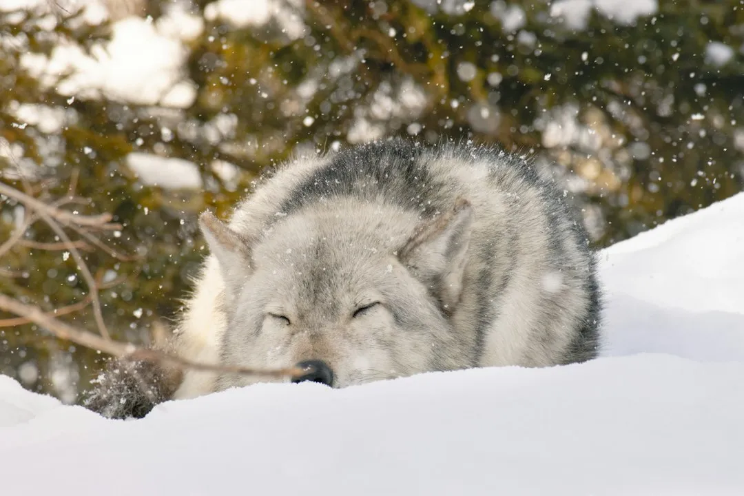 Scent Rolling as Pack Communication (Image Credits: Unsplash)