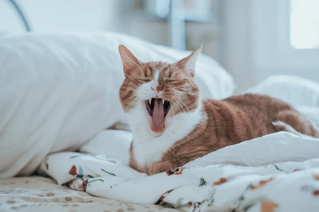 Changes in Vocalization (Image Credits: Unsplash)