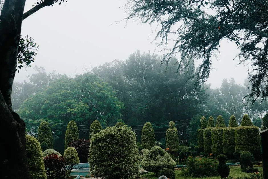 How to Plant for Success in a Fog-Belt Garden (Image Credits: Pexels)