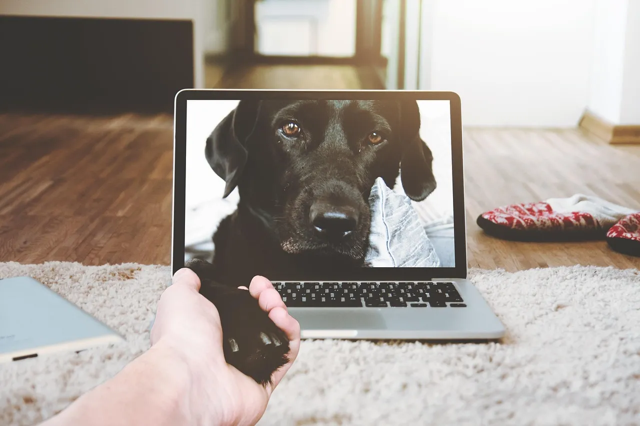 Why Video Is the Most Honest Diagnostic Tool (Image Credits: Pixabay)