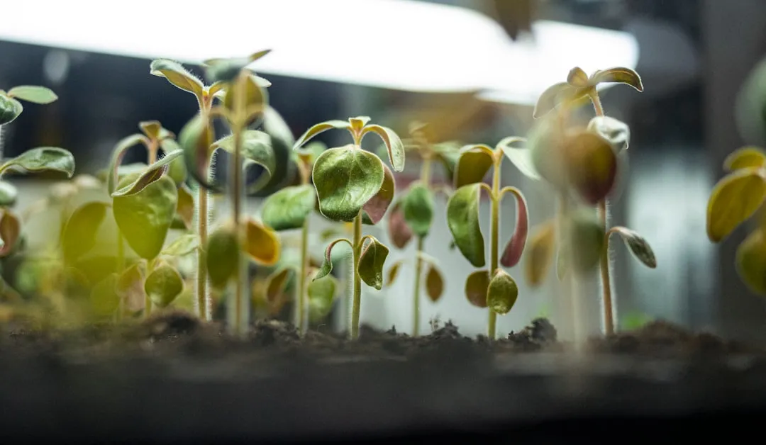 Why Seedlings Are Especially Vulnerable (Image Credits: Unsplash)