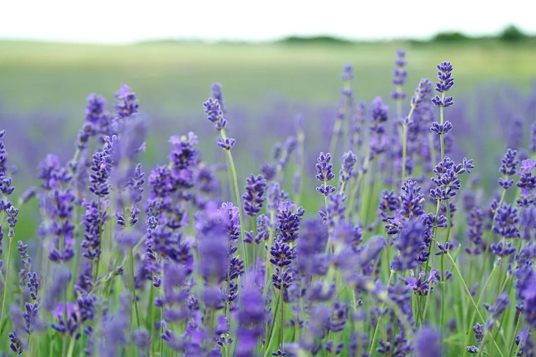 Aromatherapy's Broader Role in Comfort and Calm (Image Credits: Unsplash)