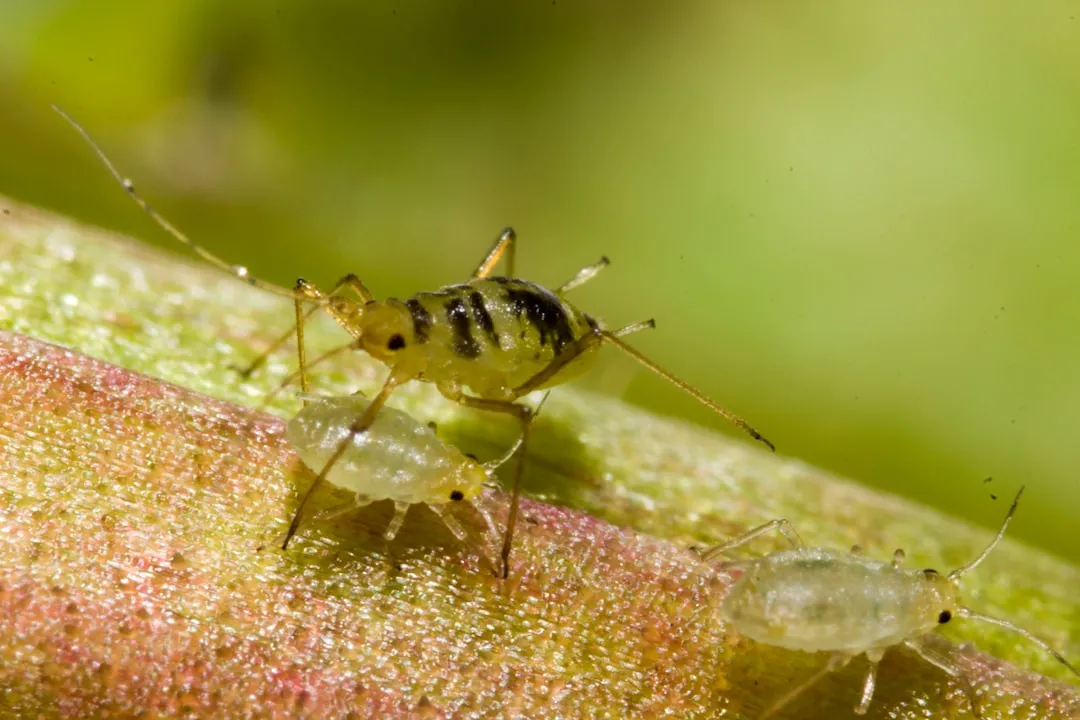 How the Aphid Reproduction Rate Outpaces Recovery (Image Credits: Unsplash)