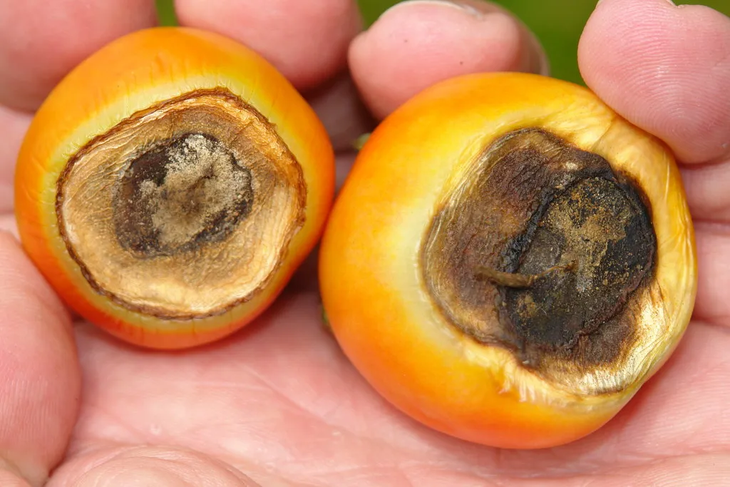 Which Varieties Are Most Susceptible (Image Credits: Flickr)