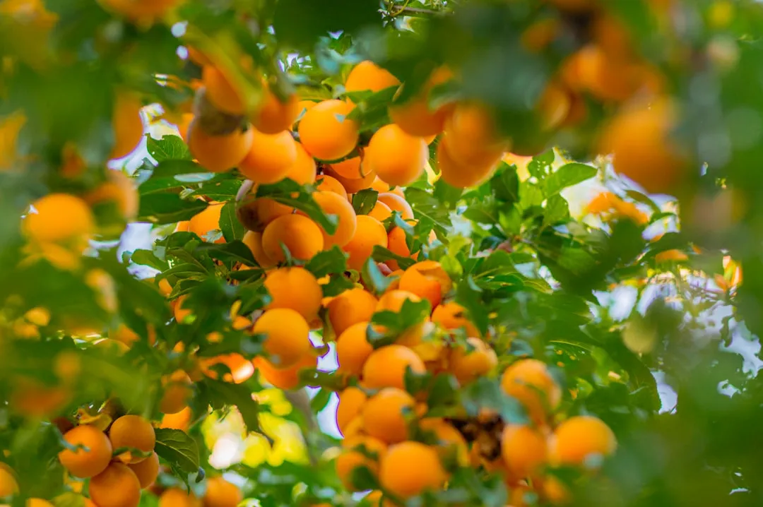 Dwarf Apricots: Overlooked But Genuinely Rewarding (Image Credits: Unsplash)