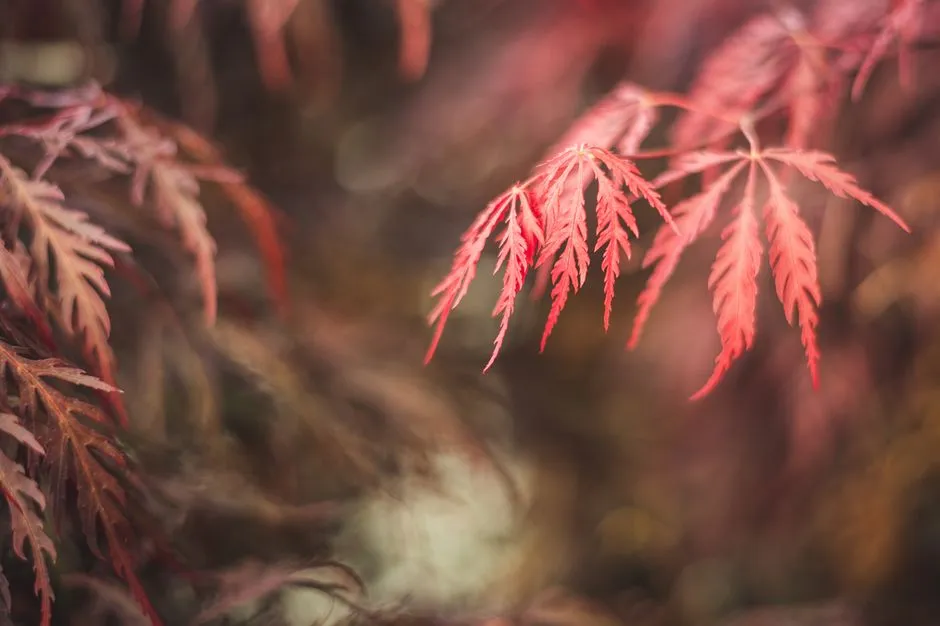 5. Tamukeyama Japanese Maple - The Weeping, Shade-Casting Lace-Leaf (Image Credits: Pexels)