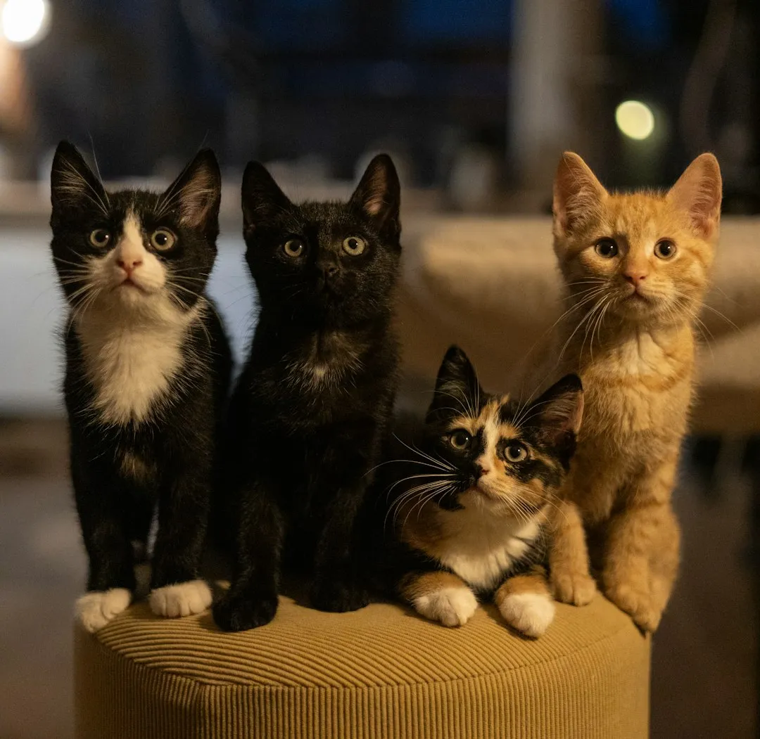 Feral Cats Almost Never Meow (Image Credits: Unsplash)