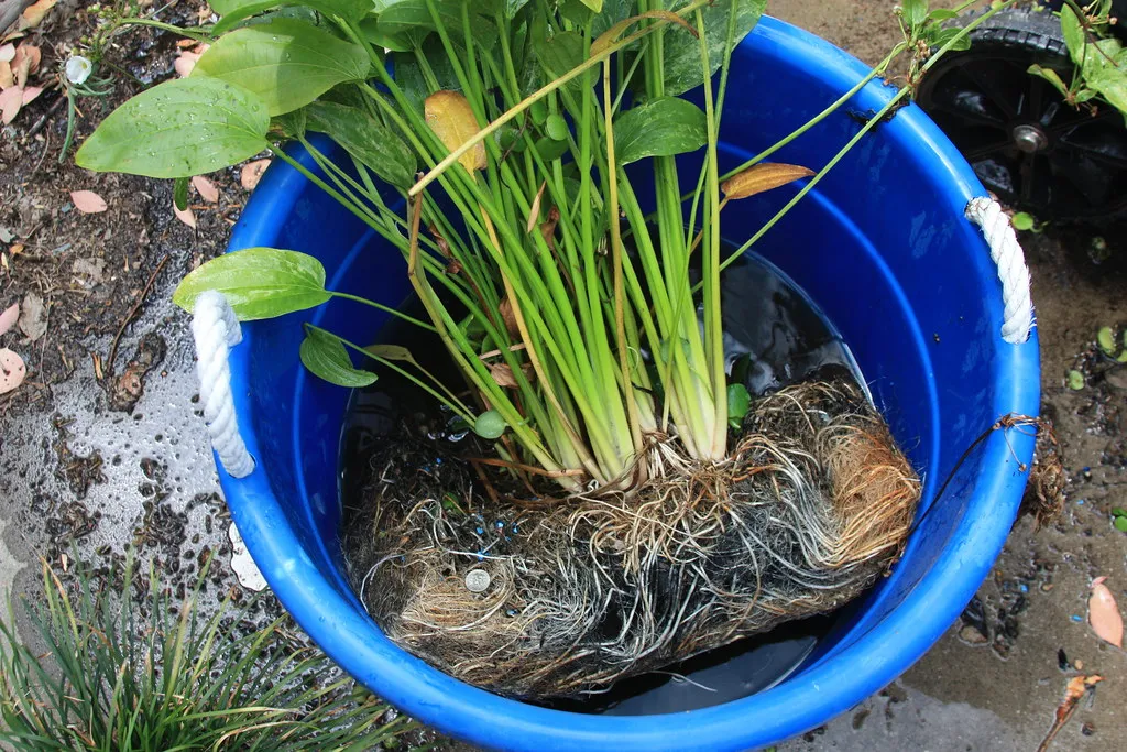 A Rootbound Plant Cannot Grow No Matter What You Feed It (Tristan King, Flickr, CC BY-SA 2.0)