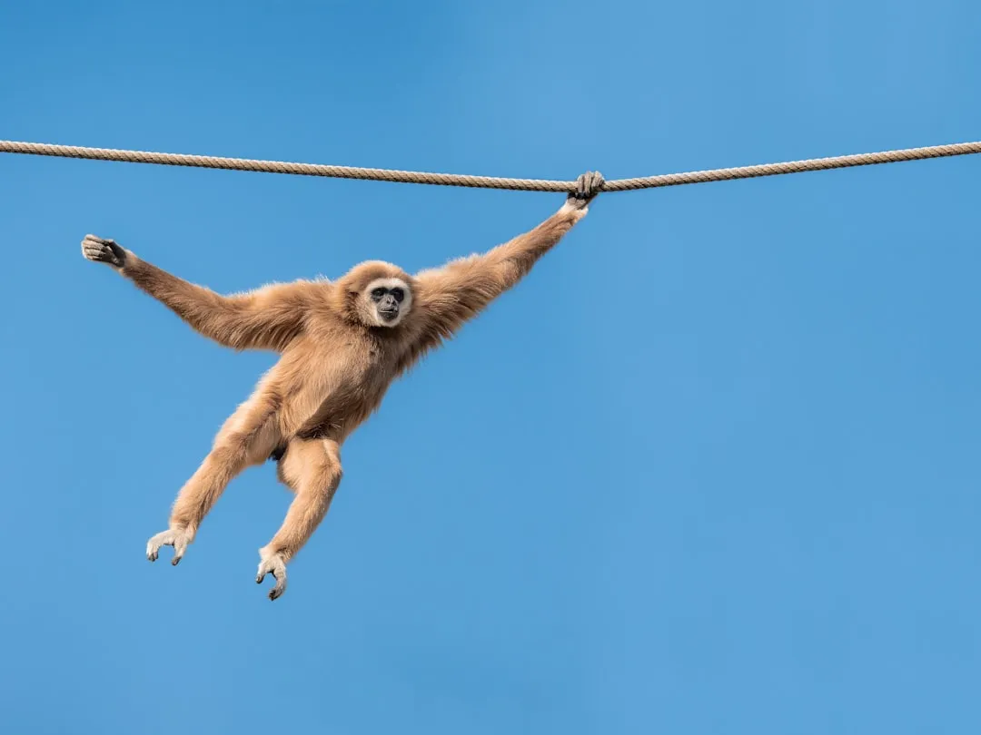 4. Gibbon: The Singing Primates (Image Credits: Unsplash)