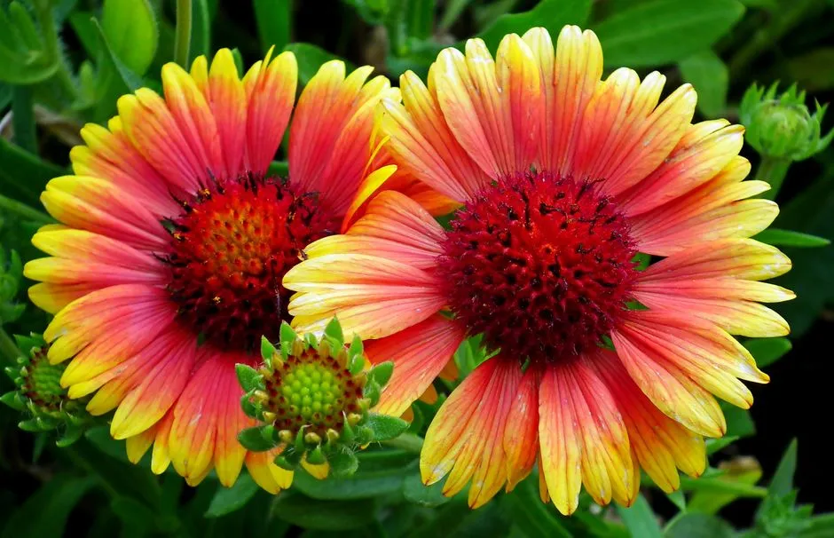 10. Indian Blanket Flower (Gaillardia pulchella) (Image Credits: Pexels)