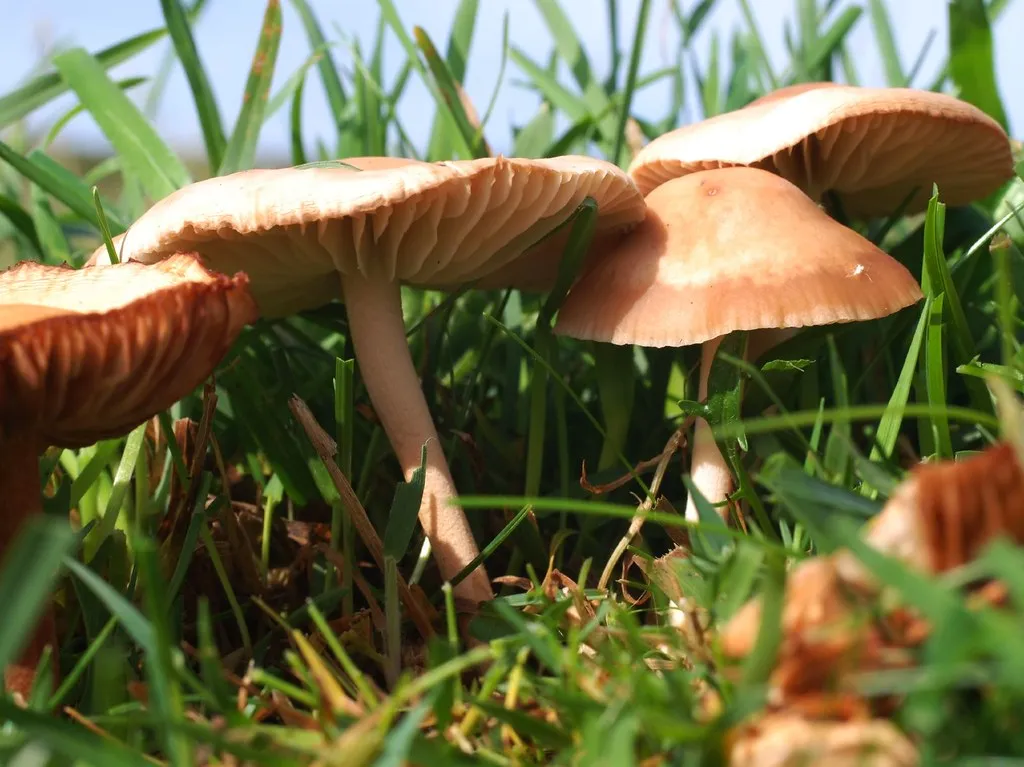 1. The Fairy Ring Mushroom (Marasmius oreades) (polandeze, Flickr, CC BY 2.0)