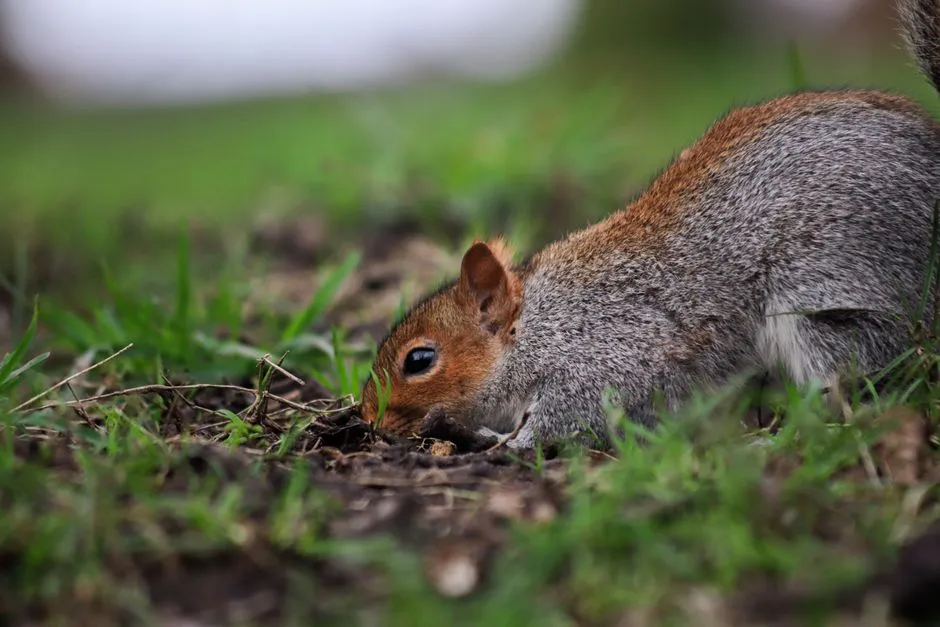 A Closing Perspective on the Creatures Digging Up Your Terracotta (Image Credits: Pexels)