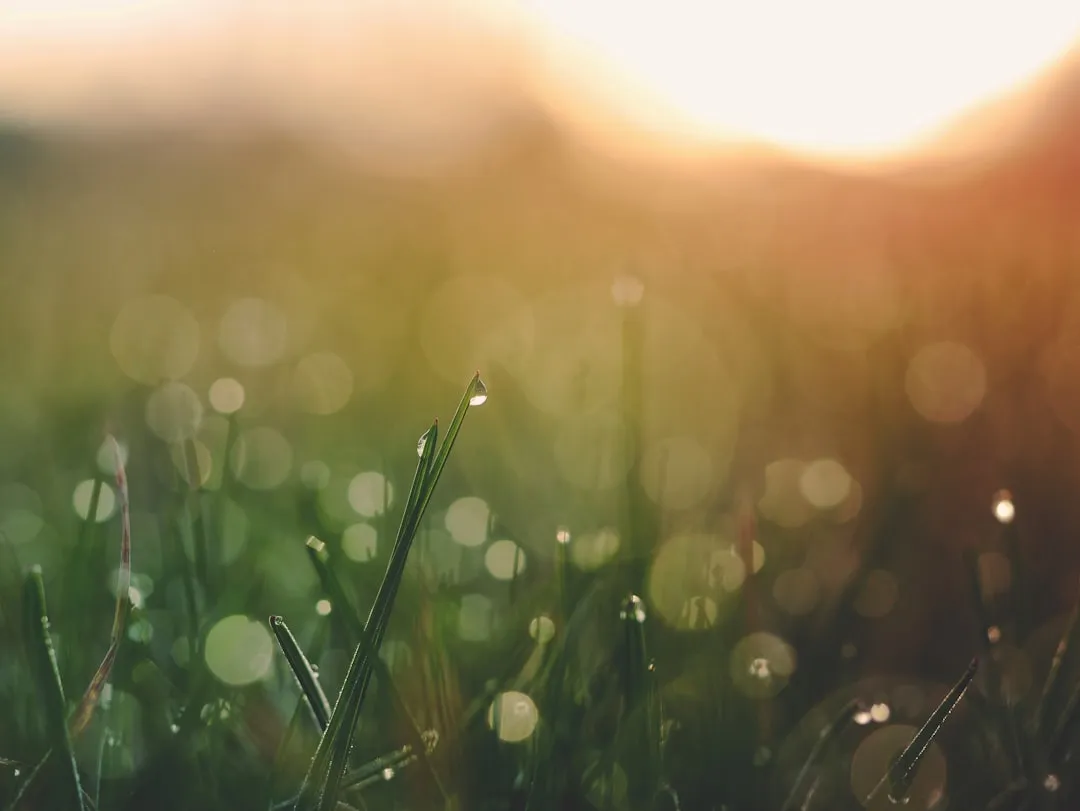 Morning Feeding Gives Nutrients All Day to Work (Image Credits: Unsplash)