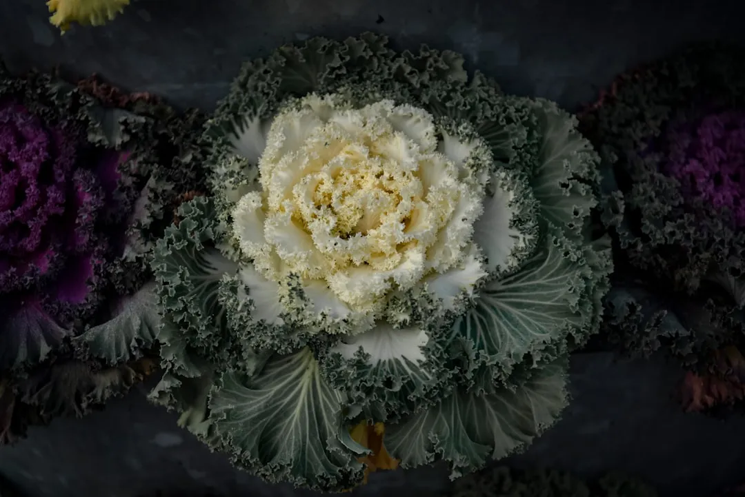 Kale, Brussels Sprouts, and the Brassica Family (Image Credits: Unsplash)