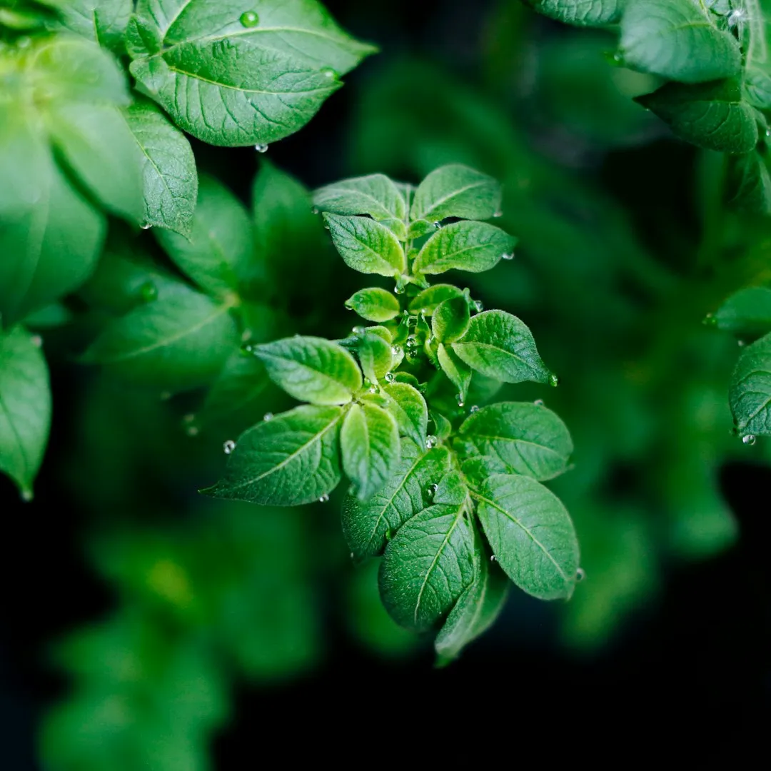 The Bigger Picture: What Injury Mimicry Reveals About Plant Intelligence (Image Credits: Unsplash)