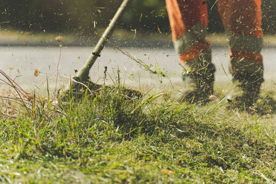 Butterfly Numbers Rise Sharply Without the Mower (Image Credits: Pexels)