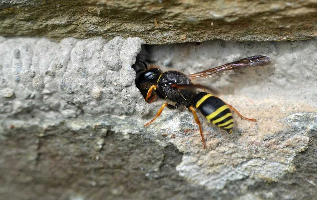 2. A Loud, Aggressive Buzzing From a Nest You Can't Locate (conall.., Flickr, CC BY 2.0)